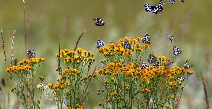 First-ever Biodiversity map of South Caucasus presented in Georgia