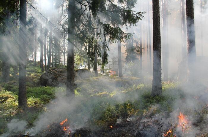 Massiver Waldbrand in Georgien ausgebrochen