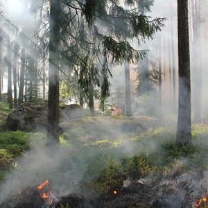 Massiver Waldbrand in Georgien ausgebrochen